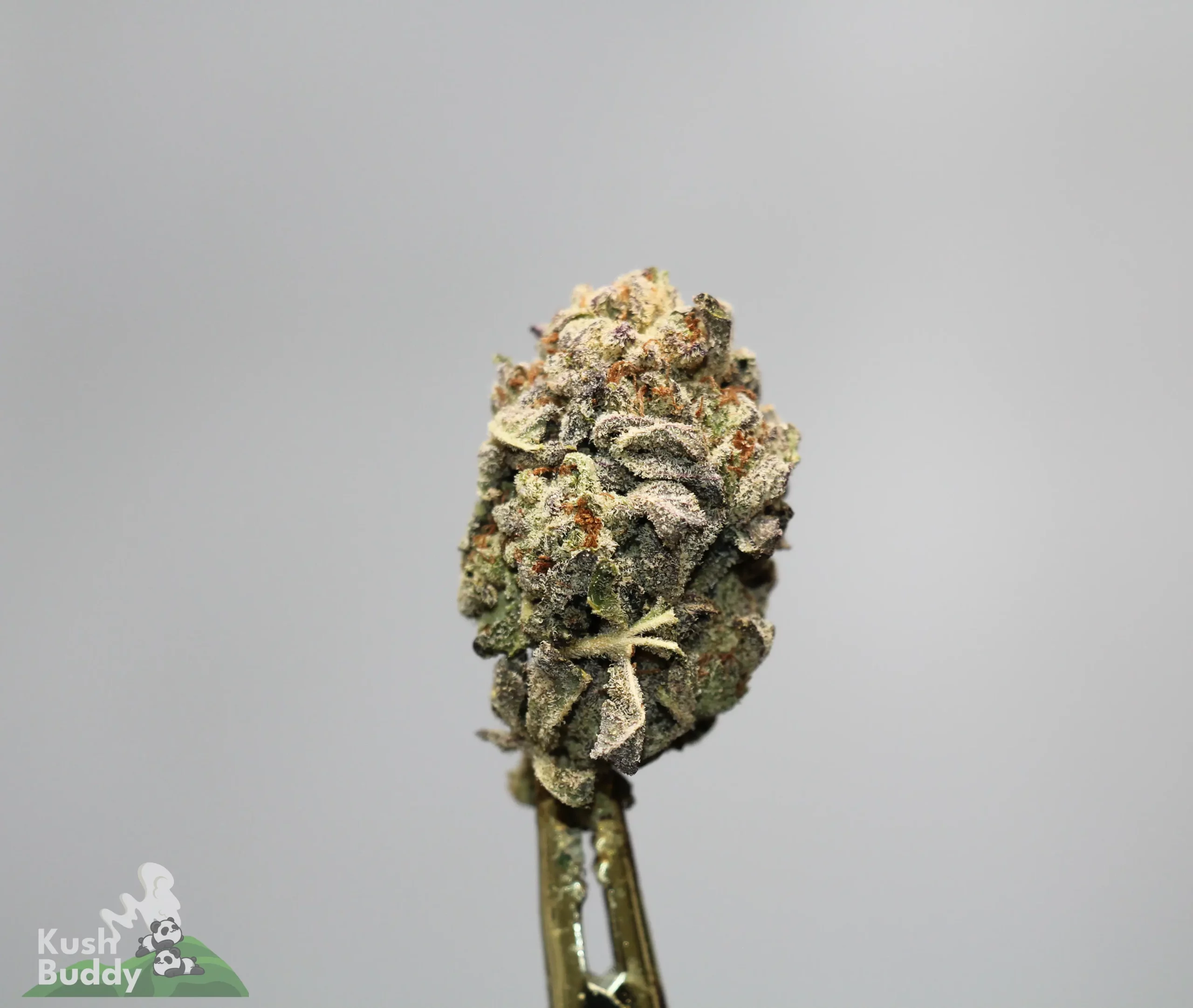 Close-up of a frosty cannabis bud mounted on a metal dab tool against a neutral gray background.