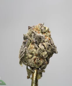 Close-up of a frosty cannabis bud with orange hairs against a gray background.