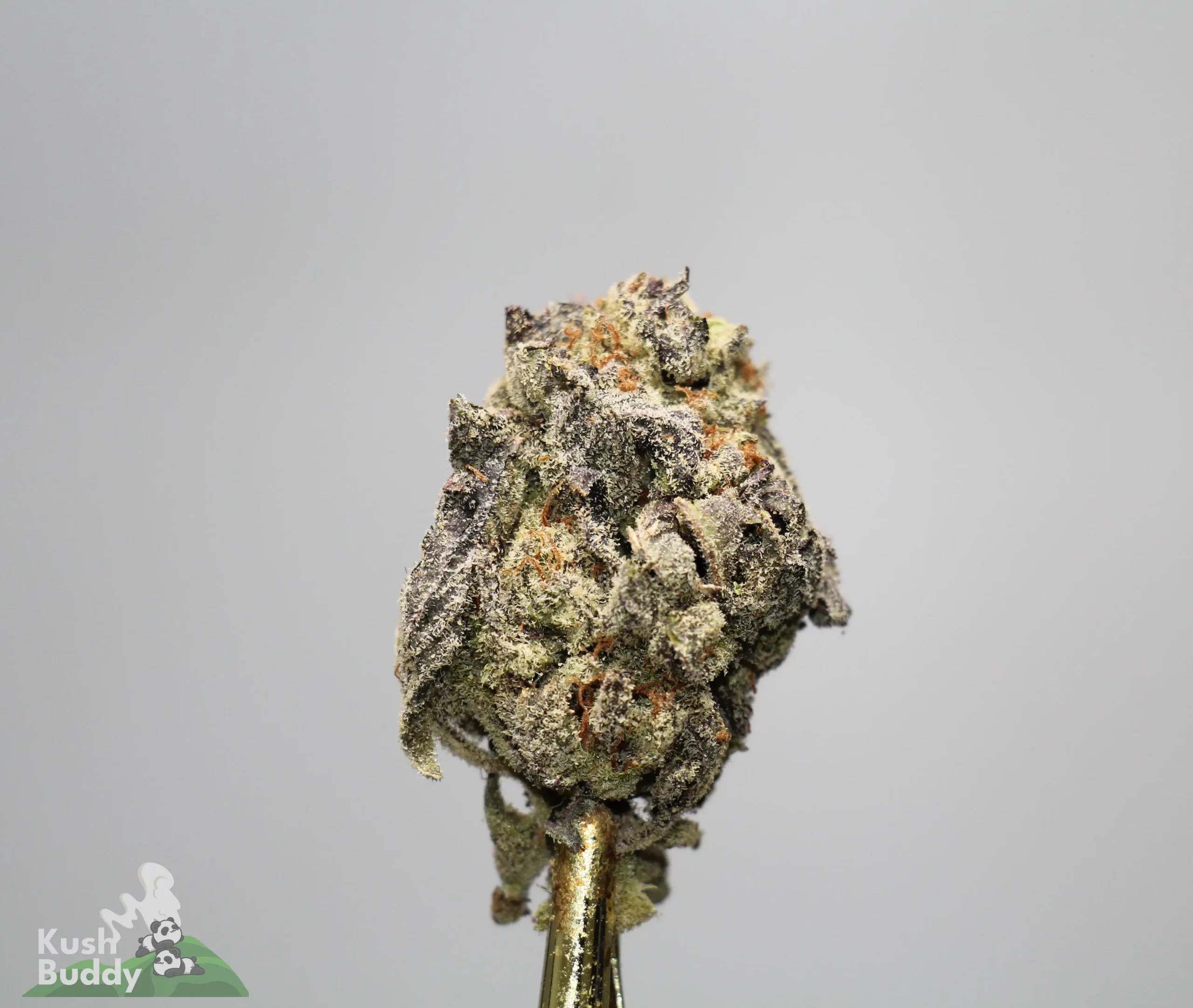 Close-up of a frosty cannabis bud with orange hairs against a gray background.