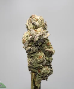 Macro shot of a frosty cannabis bud with orange pistils against a light gray background, showing dense trichomes and resin. (Kush Buddy logo bottom left)