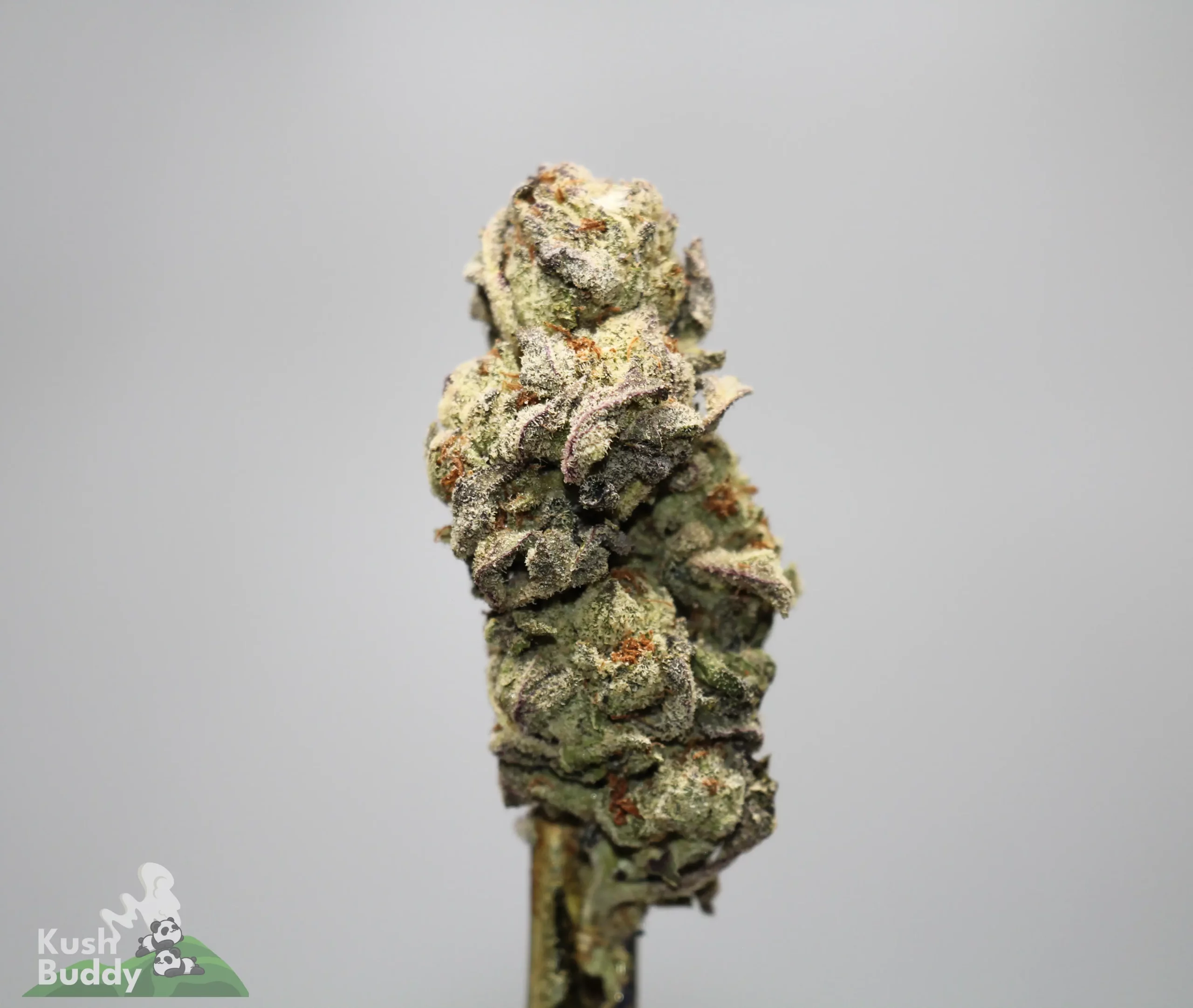 Macro shot of a frosty cannabis bud with orange pistils against a light gray background, showing dense trichomes and resin. (Kush Buddy logo bottom left)