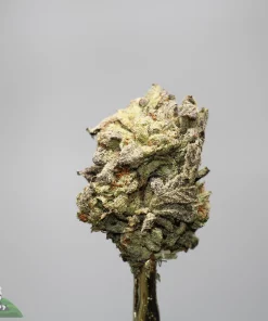 Close-up of a frosty cannabis bud with dense trichomes and orange hairs against a neutral gray background.