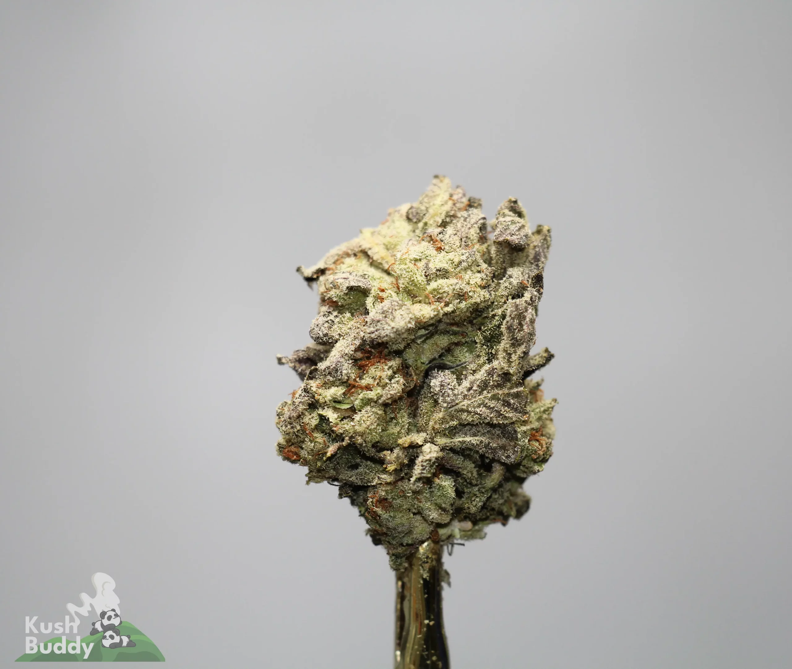 Close-up of a frosty cannabis bud with dense trichomes and orange hairs against a neutral gray background.
