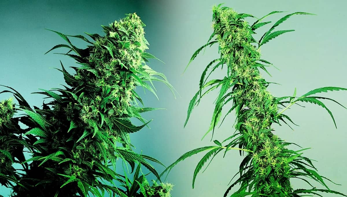 Bulk Cannabis Deals