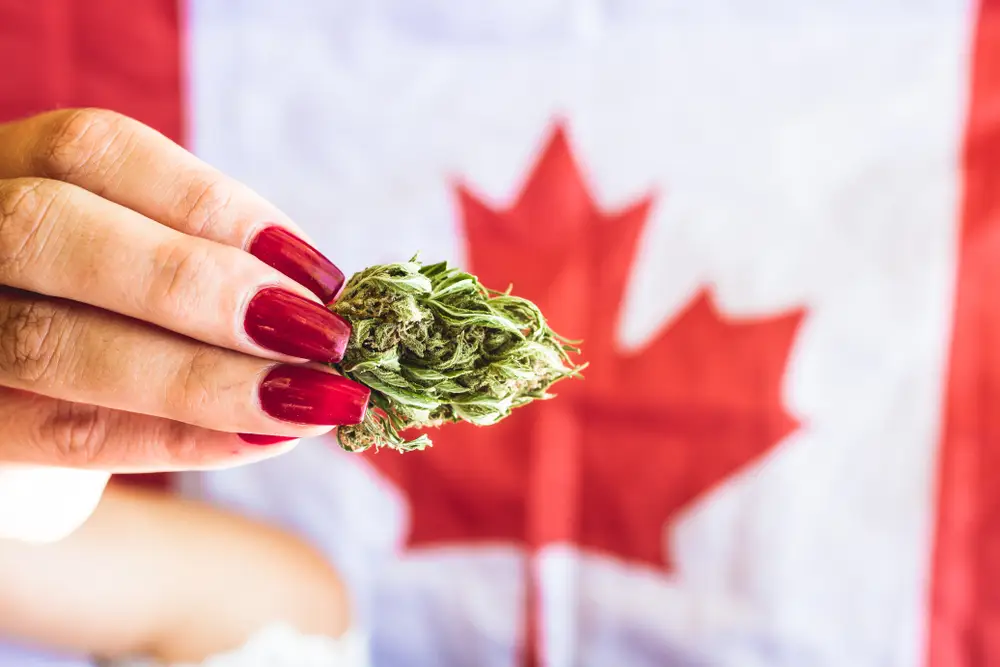 Summer Weed Deals in Canada