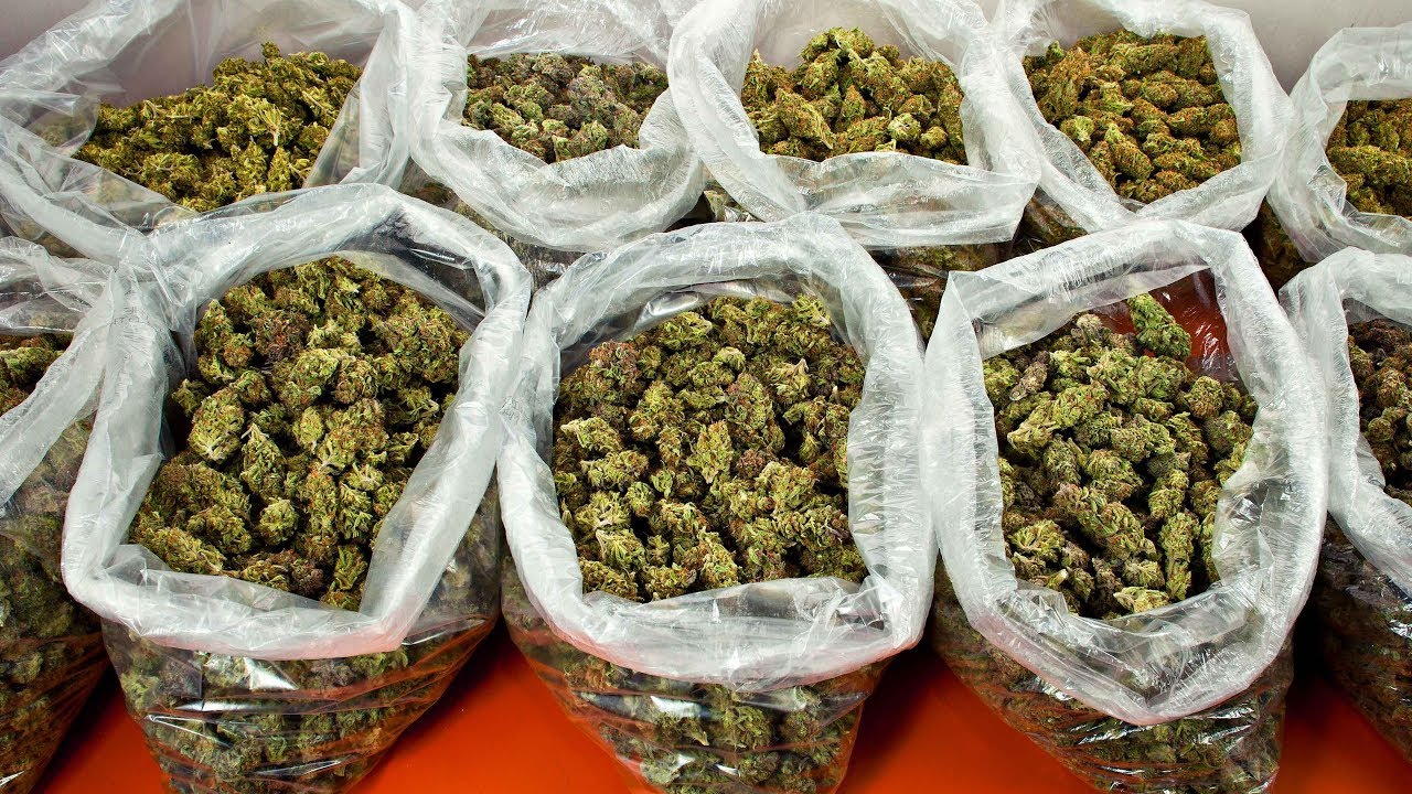 Bulk Buddy vs Other Dispensaries