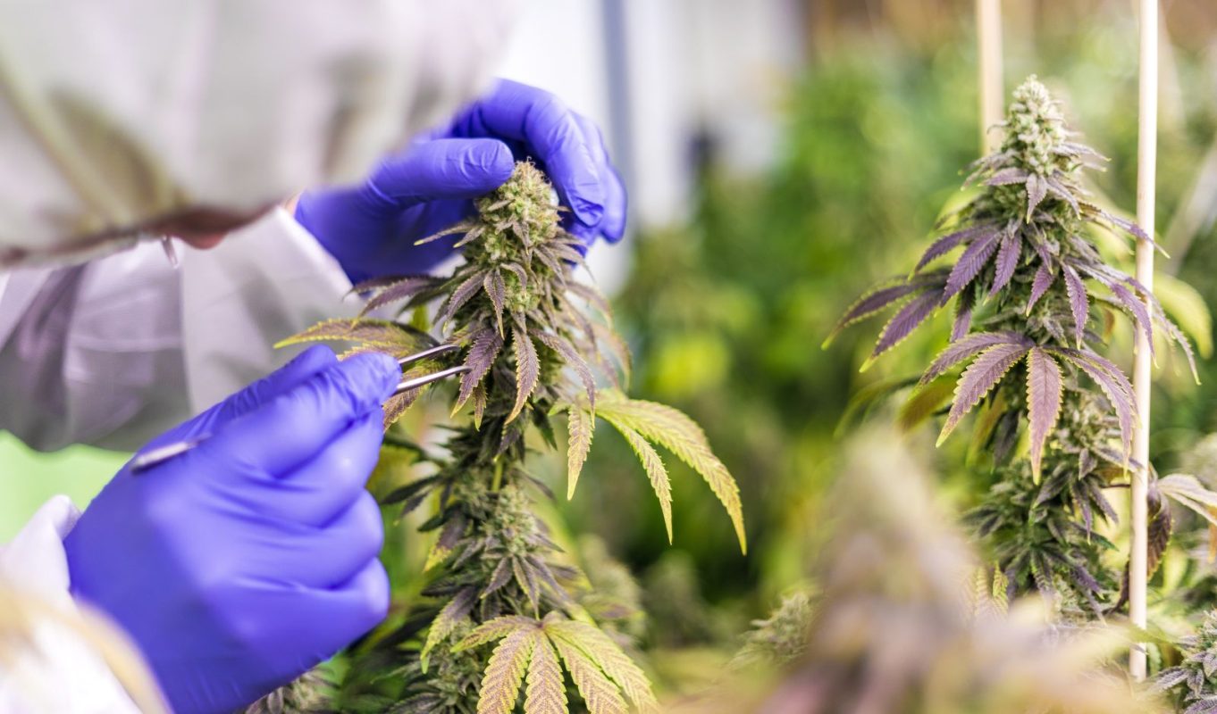 Bulk Weed Delivery in Toronto