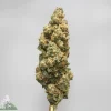 Close-up of a frosty cannabis bud with green and orange hairs on a light gray background, showing trichomes clearly with the Kush Buddy watermark in the corner.