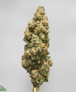 Close-up of a frosty cannabis bud with green and orange hairs on a light gray background, showing trichomes clearly with the Kush Buddy watermark in the corner.
