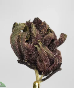 Premium Granddaddy Purple weed strain Canada