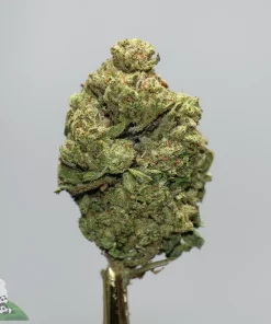 Close-up of a dense green cannabis bud covered in frosty trichomes with orange pistils on a gray background, showing color and texture.