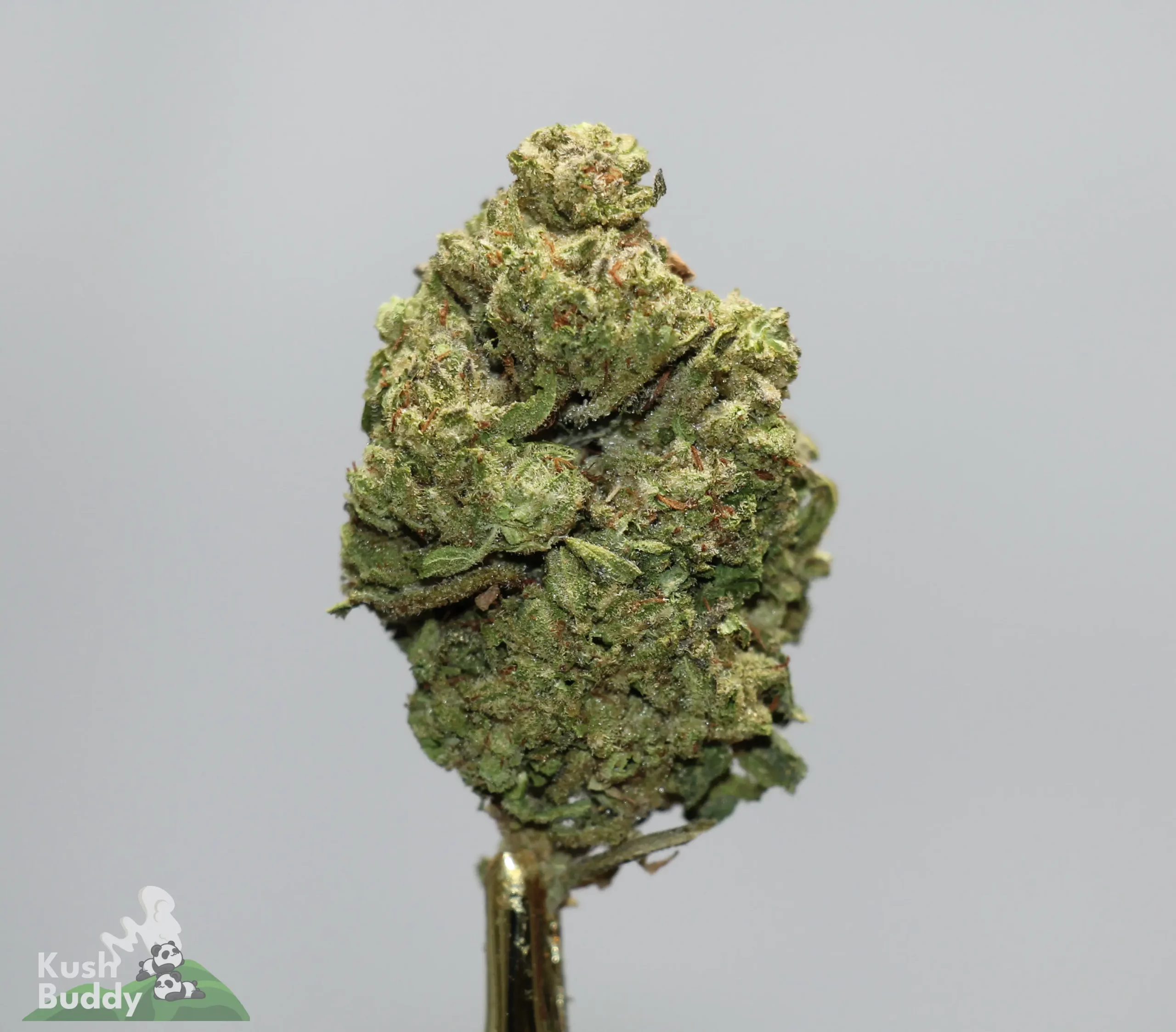 Close-up of a dense green cannabis bud covered in frosty trichomes with orange pistils on a gray background, showing color and texture.