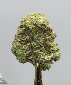 Close-up of a cannabis bud with frosty trichomes and green-orange pistils on a stem against a gray background; Kush Buddy logo visible bottom left.