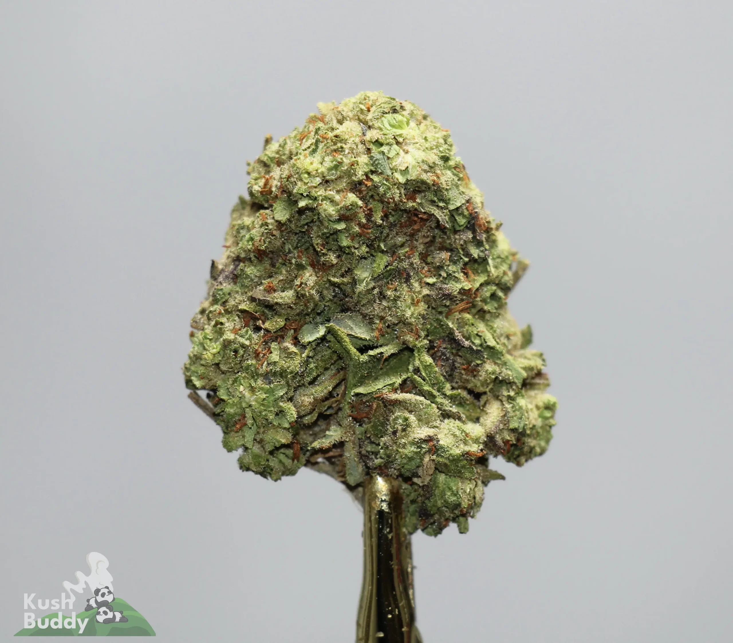 Close-up of a cannabis bud with frosty trichomes and green-orange pistils on a stem against a gray background; Kush Buddy logo visible bottom left.