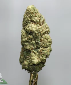 Close-up of a green cannabis bud with frosty trichomes on a skewer against a gray background.