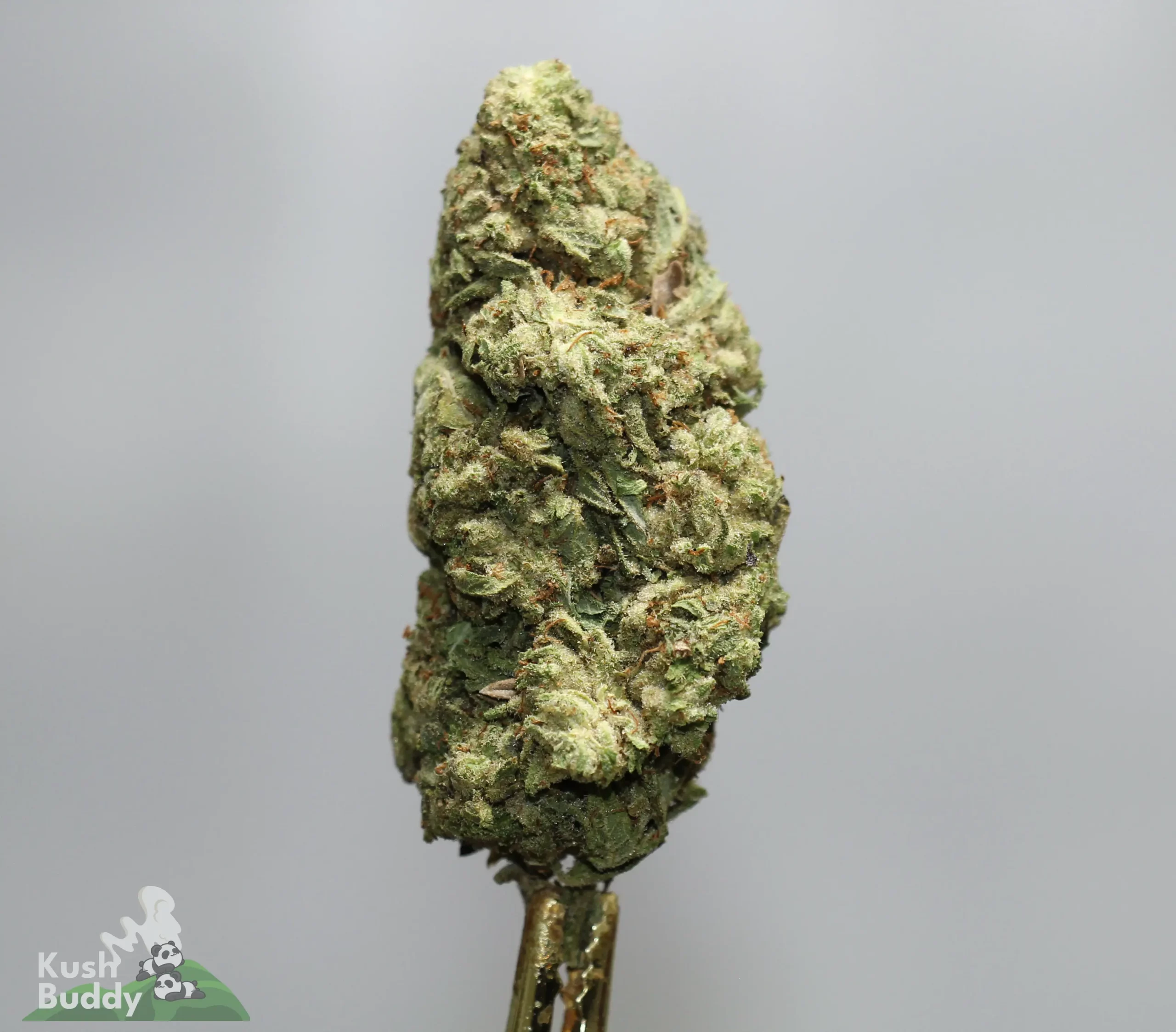 Close-up of a green cannabis bud with frosty trichomes on a skewer against a gray background.