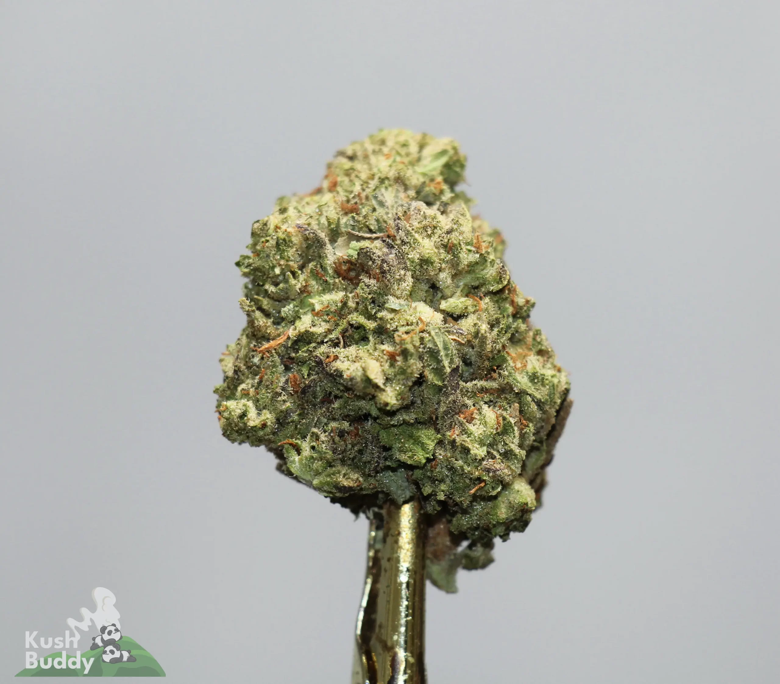 Close-up of a frosty green cannabis bud with orange pistils on a stem, showing crystalline trichomes.