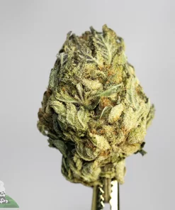 Mango Gas indica hybrid trichome coated flower
