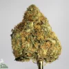 Mango Gas weed strain with tropical mango aroma