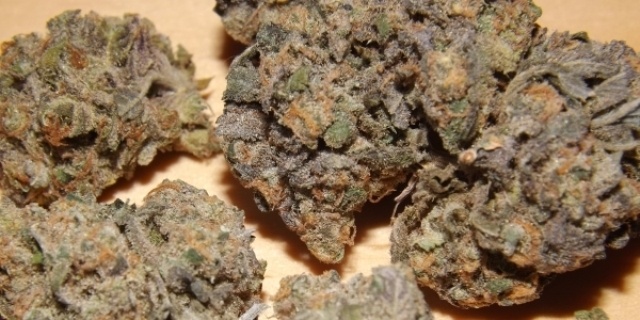 Top 7 Cannabis Strains to Buy in Bulk in 2025