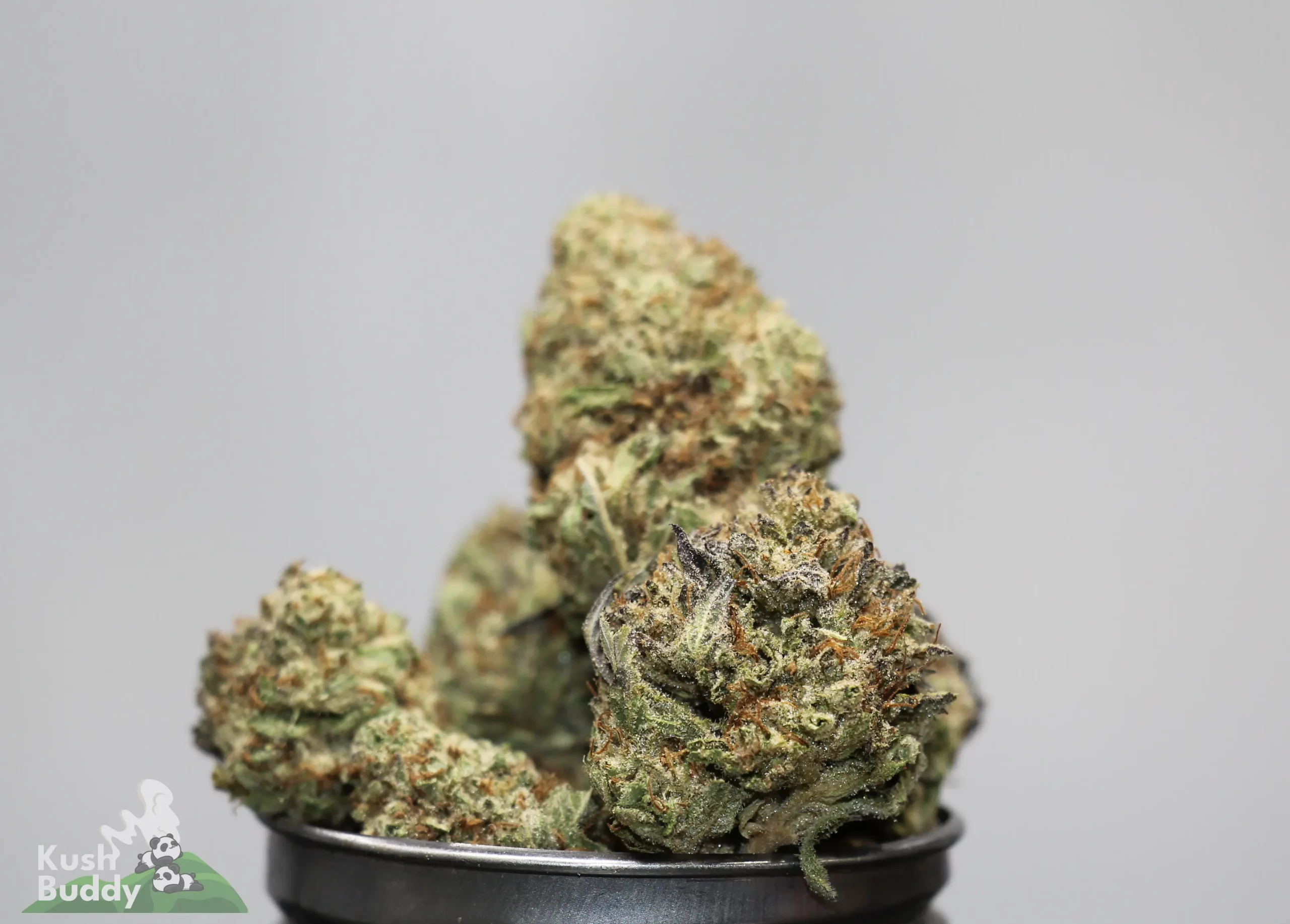 Close-up of frosty cannabis buds stacked in a black container with a Kush Buddy logo in the corner.
