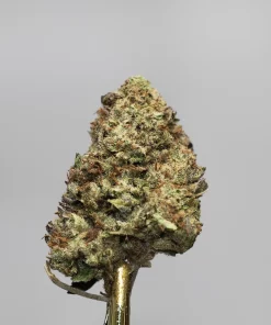 Close-up of a cannabis bud with frosty trichomes and orange pistils on a stem, against a plain gray background (Kush Buddy watermark).