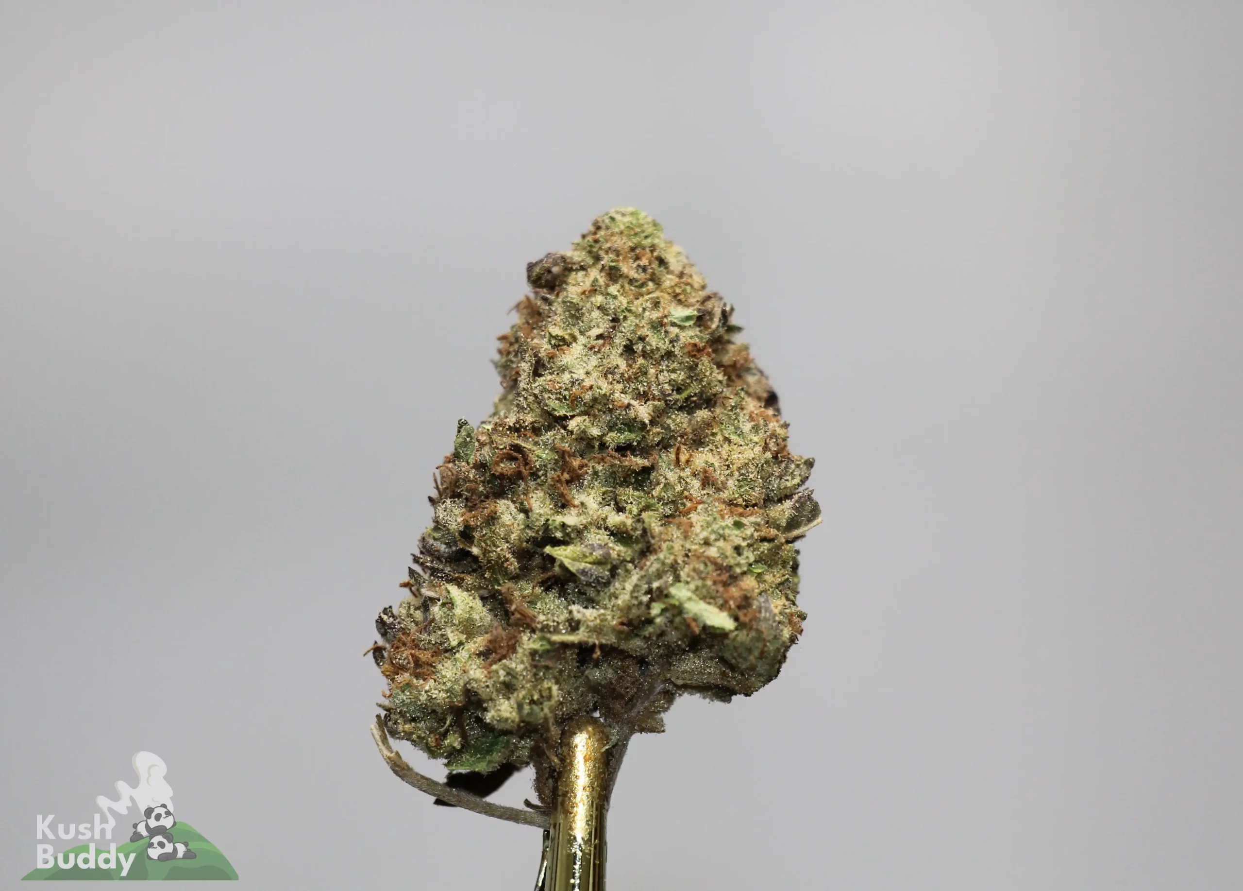 Close-up of a cannabis bud with frosty trichomes and orange pistils on a stem, against a plain gray background (Kush Buddy watermark).