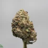 Close-up of a cannabis bud on a stem with frosty trichomes; 'Kush Buddy' logo visible bottom left.