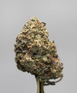 Close-up of a cannabis bud on a stem with frosty trichomes; 'Kush Buddy' logo visible bottom left.