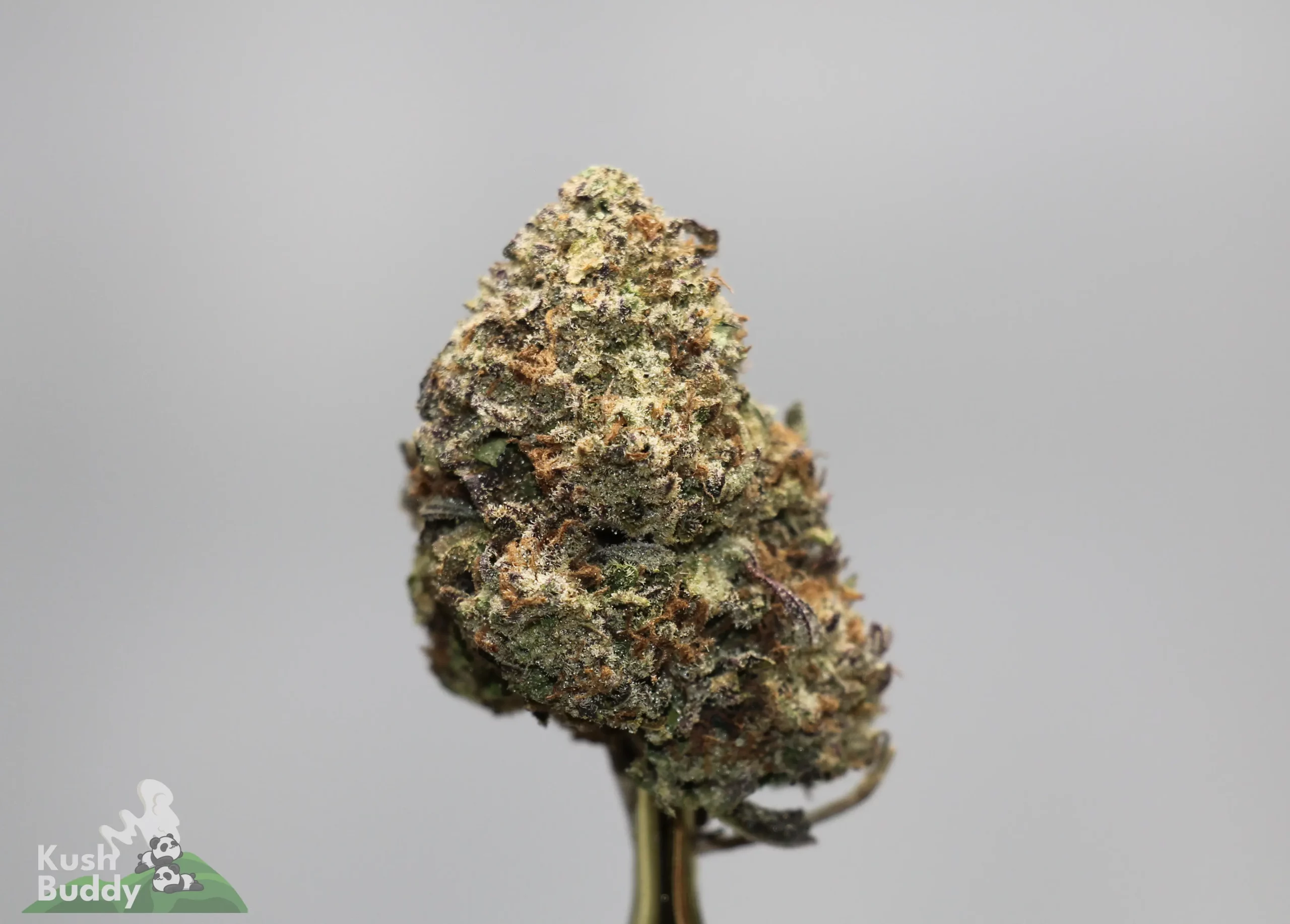 Close-up of a cannabis bud on a stem with frosty trichomes; 'Kush Buddy' logo visible bottom left.