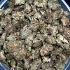 (AA - AAA) Processing Buds