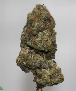 Close-up of a frosty green cannabis bud with orange pistils and dense trichomes, mounted on a display stem.