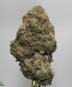 Close-up of a frosty cannabis bud with orange hairs against a plain gray background (Kush Buddy watermark visible).