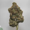 Close-up of a dense cannabis nugget on a metal stem with a gray backdrop, featuring frosty trichomes and orange hairs.