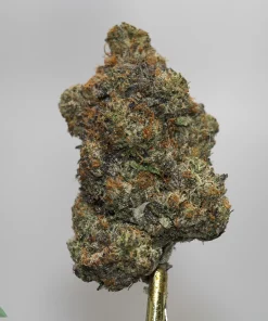 Close-up of a dense cannabis nugget on a metal stem with a gray backdrop, featuring frosty trichomes and orange hairs.
