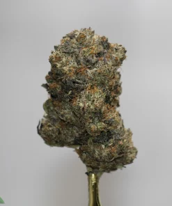 Close-up of a frosty cannabis bud with orange hairs on a metal skewer against a plain gray background; watermark reads 'Kush Buddy' in the corner.
