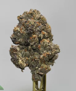 Close-up of a frosty cannabis bud with orange pistils on a stem against a gray background.