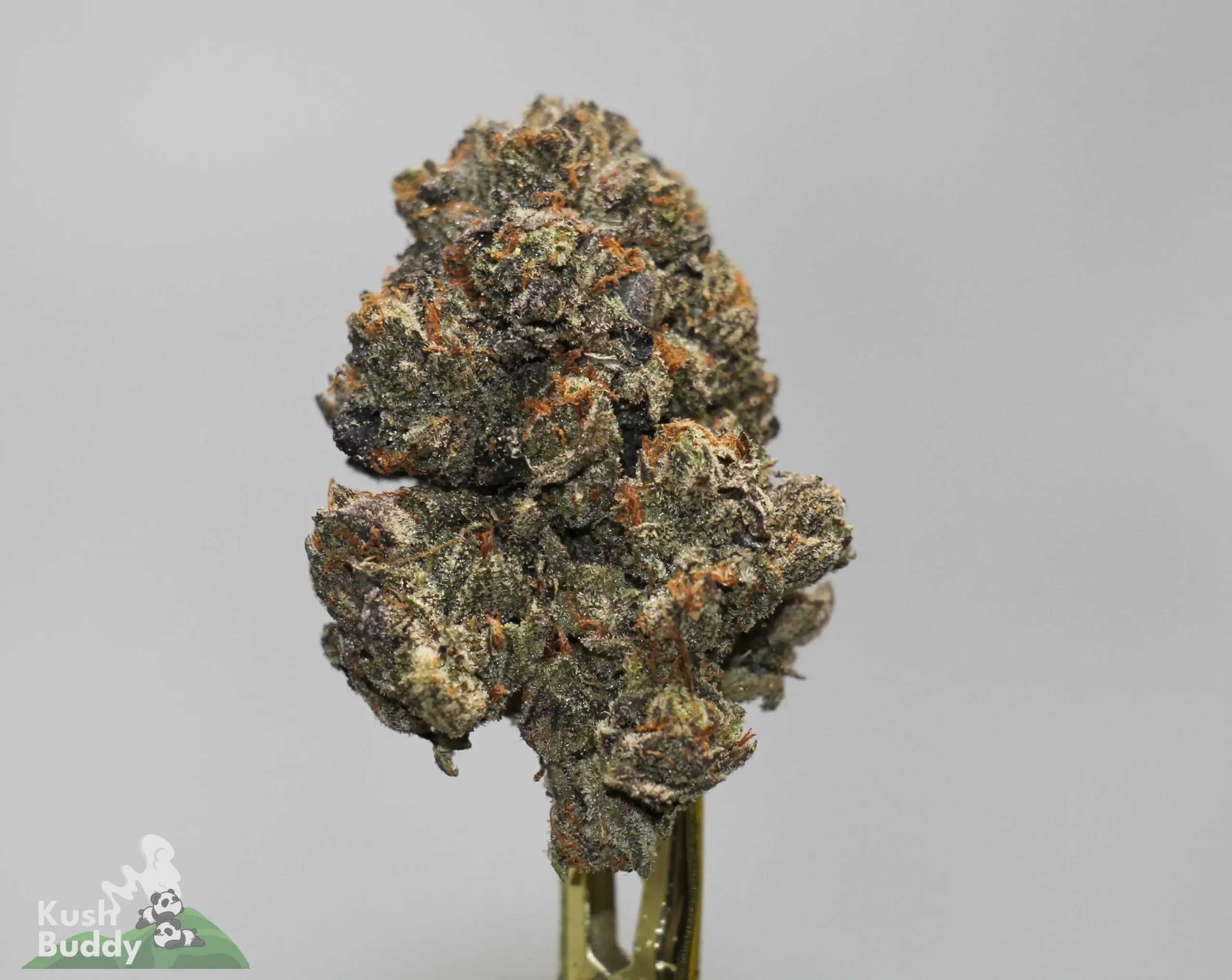 Close-up of a frosty cannabis bud with orange pistils on a stem against a gray background.