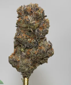 Close-up of a frosty cannabis bud with orange pistils and dense trichomes against a plain background, mounted on a metal joint stem.