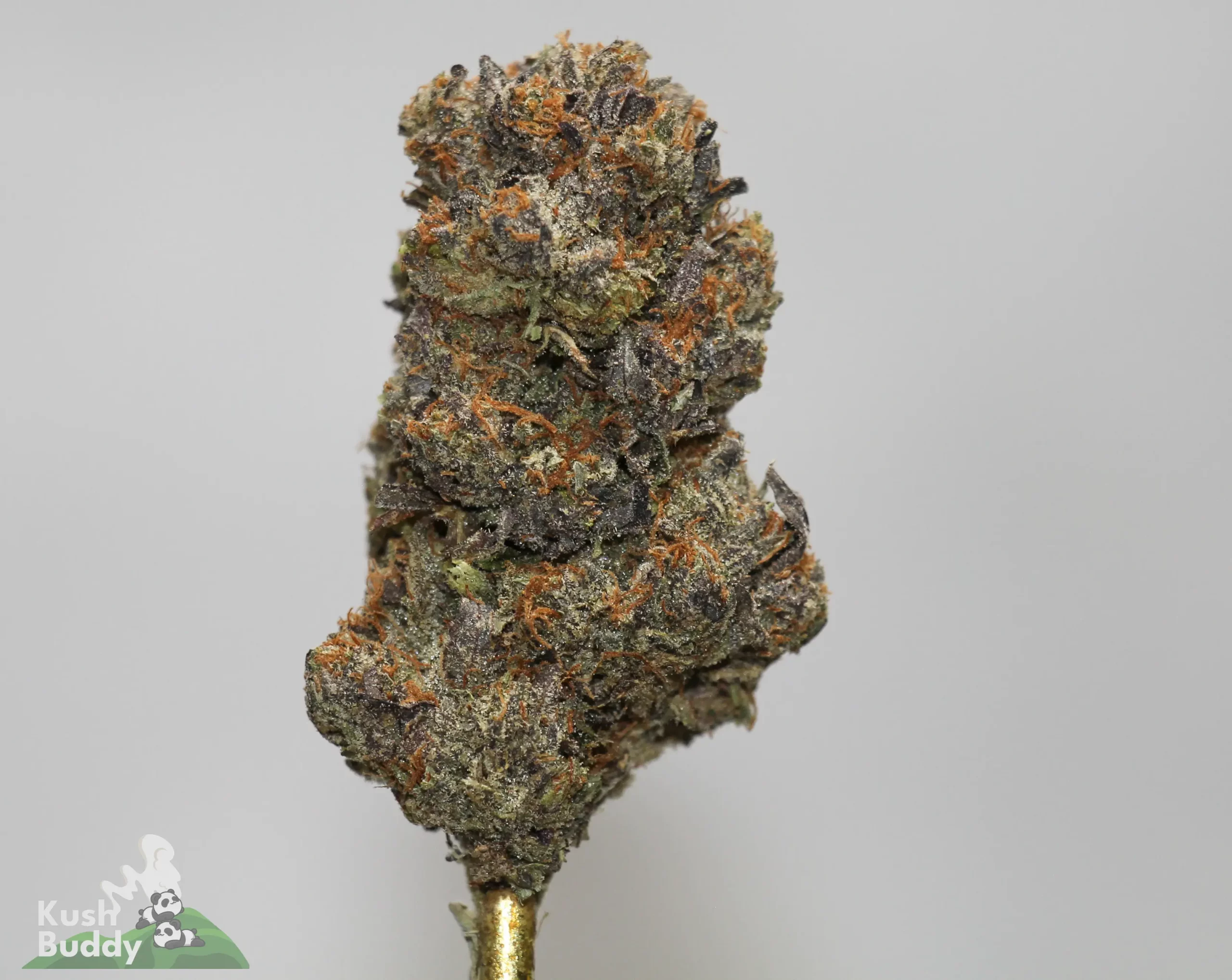 Close-up of a frosty cannabis bud with orange pistils and dense trichomes against a plain background, mounted on a metal joint stem.