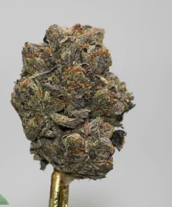 Close-up of a cannabis bud with orange hairs and frosty crystals on a stick against a light gray background.