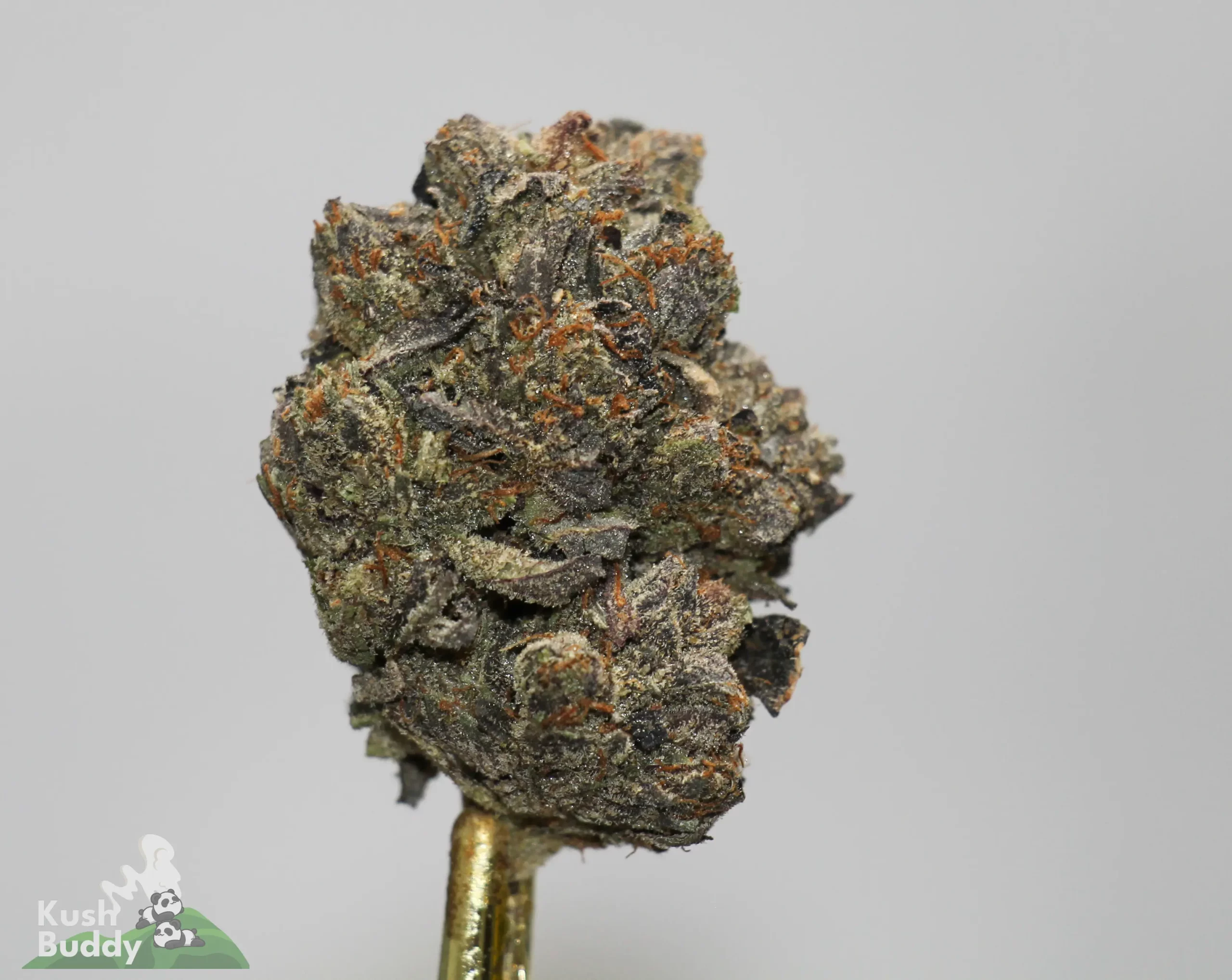 Close-up of a cannabis bud with orange hairs and frosty crystals on a stick against a light gray background.