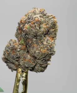 Close-up of a frosty cannabis bud with orange hairs on a stem against a gray background.