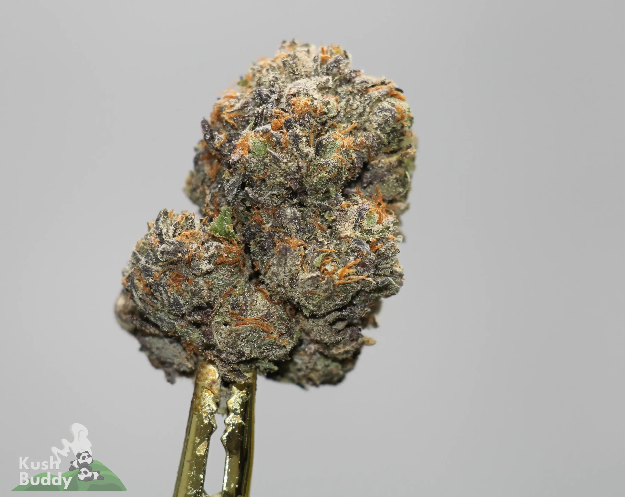 Close-up of a frosty cannabis bud with orange hairs on a stem against a gray background.