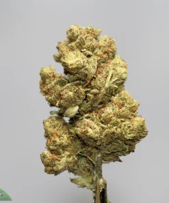 Close-up of a cannabis bud with frosty trichomes and orange pistils against a gray background