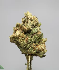 Close-up of a frosted cannabis bud on a stem, showing dense here and trichomes.