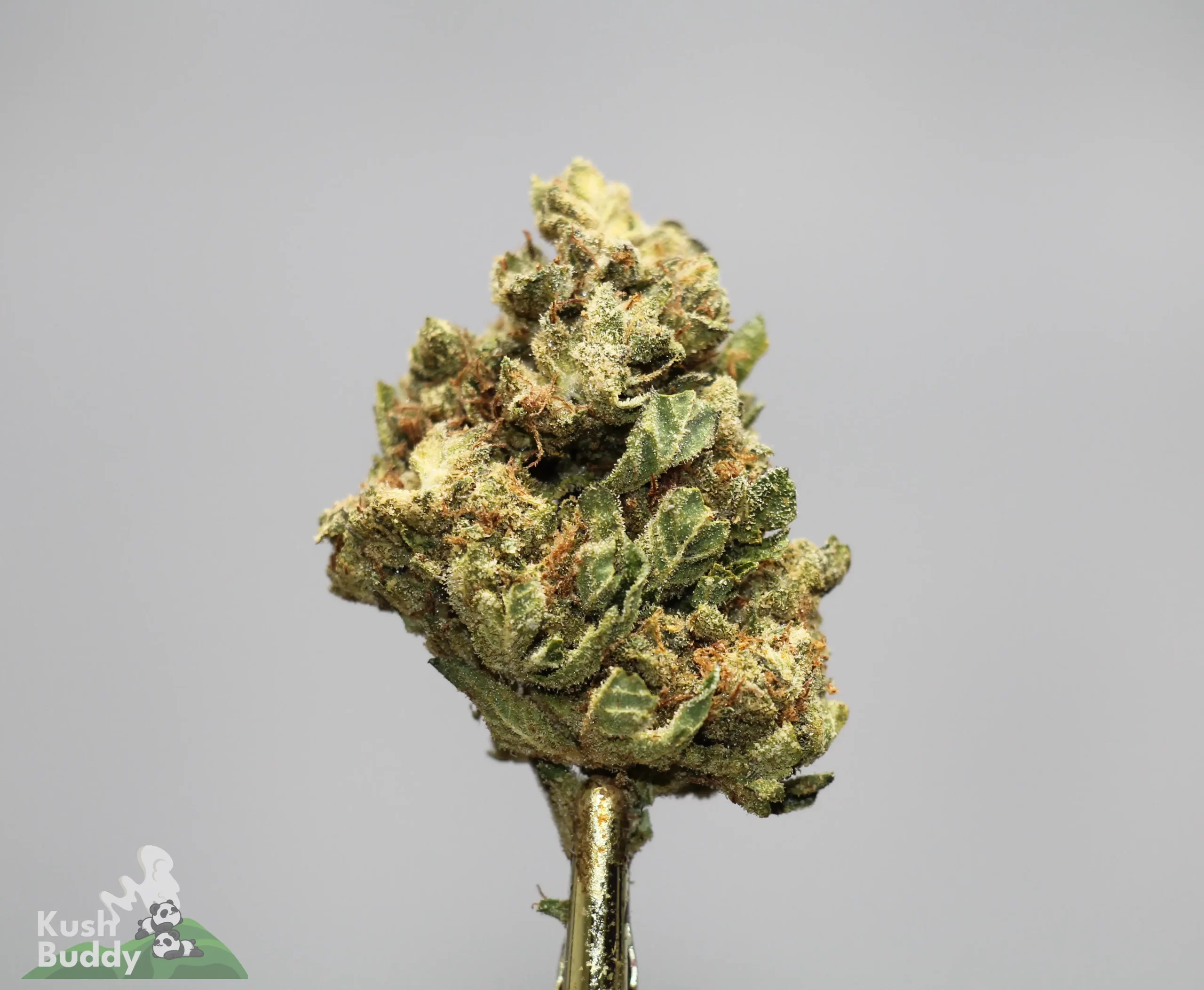 Close-up of a frosted cannabis bud on a stem, showing dense here and trichomes.