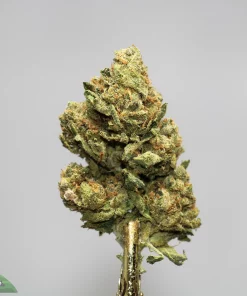 Close-up of a frosty cannabis bud with green and orange pistils against a light gray background; Kush Buddy logo in the corner.