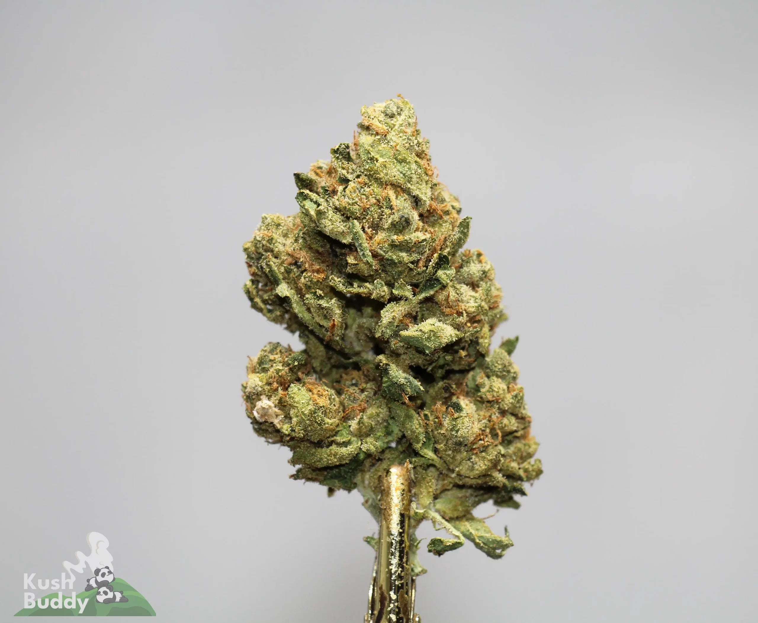 Close-up of a frosty cannabis bud with green and orange pistils against a light gray background; Kush Buddy logo in the corner.