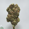 Close-up of a cannabis bud with green hues, frosty trichomes, and orange hairs against a light gray background, showing dense resin.